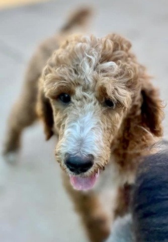 Piper; Stabdard Poodle