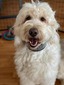 Beast - F1 Goldendoodle Standard