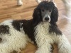 Romeo - Standard Poodle