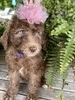 Purple Collar Female