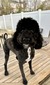 Baby -Mini Goldendoodle