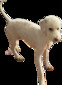 Honeybun - F1bb Medium Size Goldendoodle