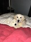 Bianca - English Cream Standard Golden Retriever