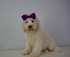 Dolly