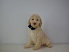 Rudy