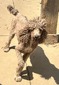 Piper (Piper -Standard Poodle)